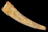 Fossil Pterosaur (Siroccopteryx) Tooth - Morocco #145795-1